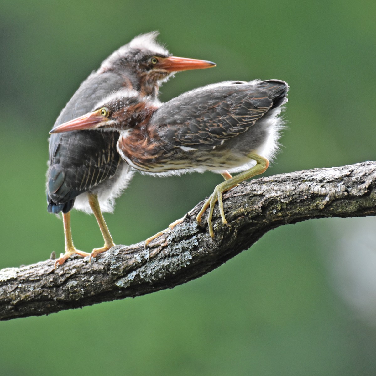 Green Heron - ML615925456