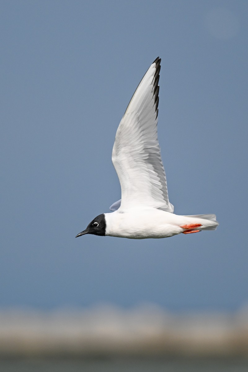 Bonaparte's Gull - ML615925480