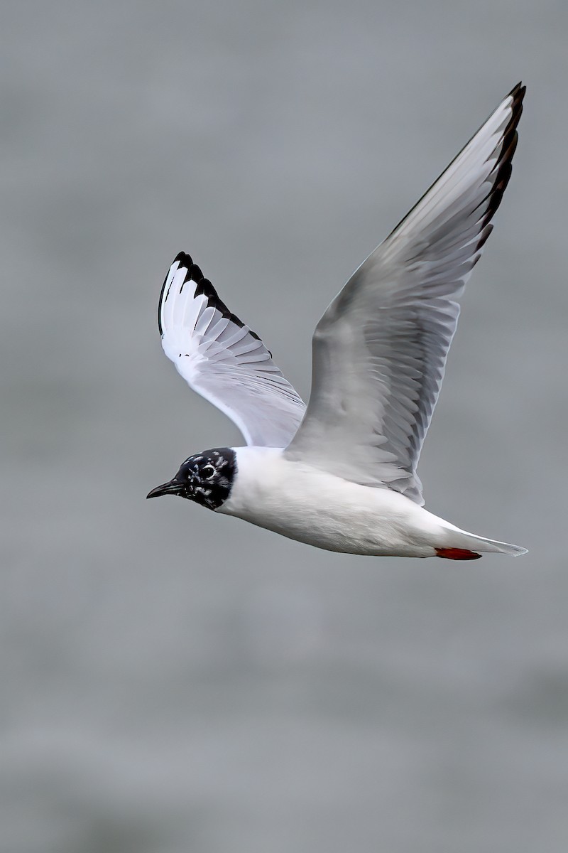 Bonaparte's Gull - ML615925495