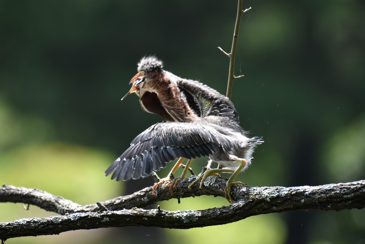 Green Heron - ML615925533