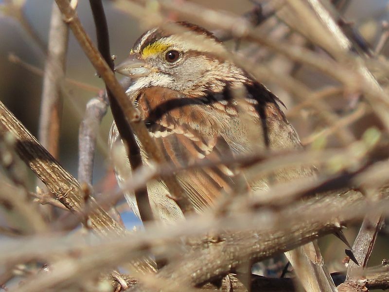 White-throated Sparrow - ML615925553