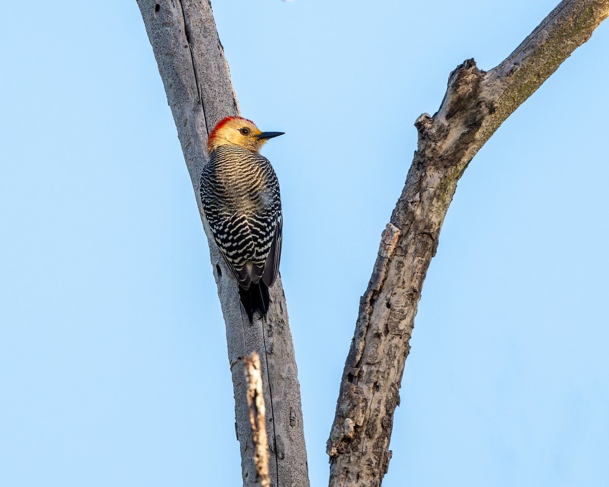 Yucatan Woodpecker - ML615925559