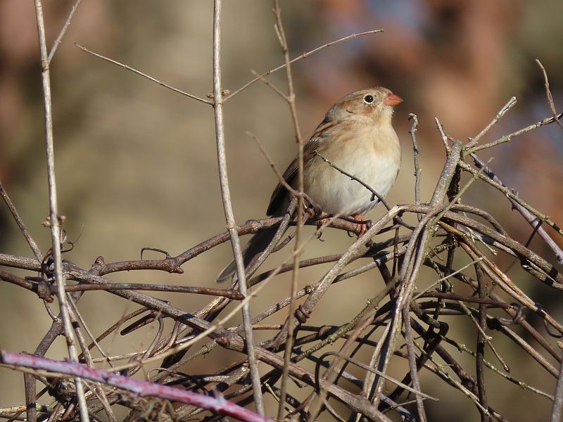 Field Sparrow - ML615925563