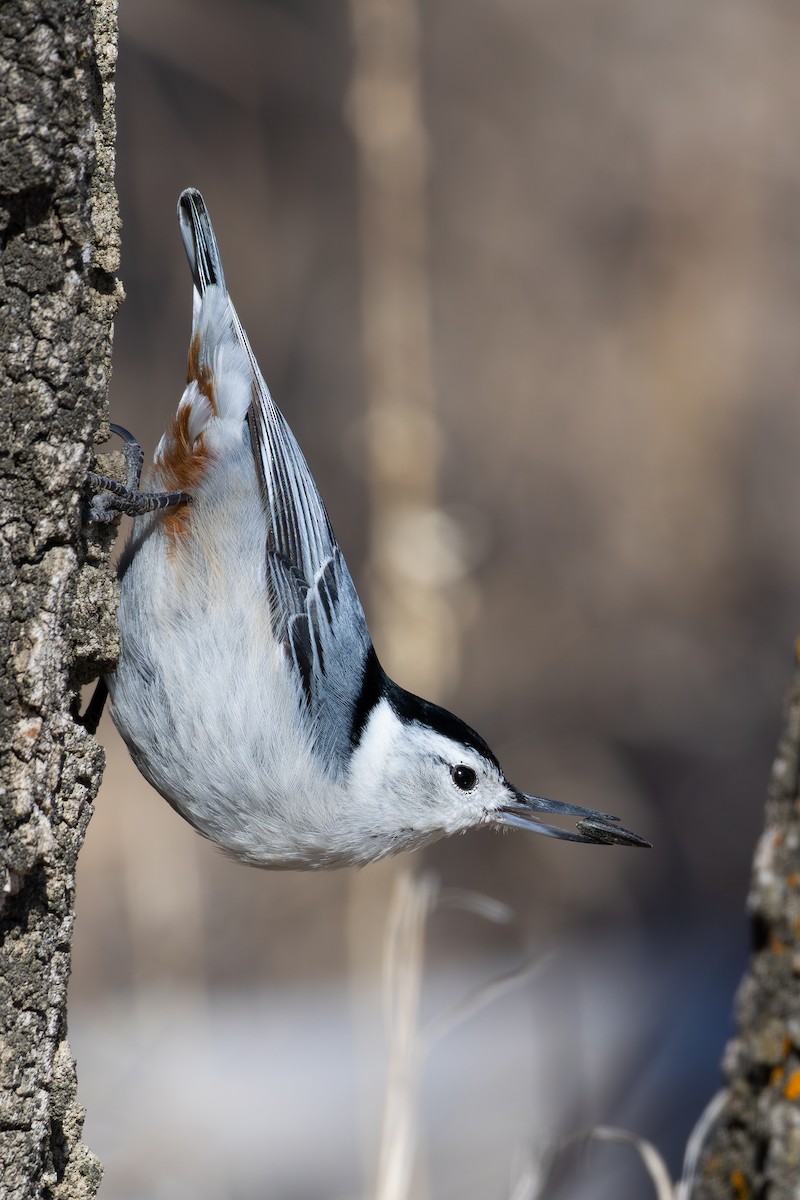 White-breasted Nuthatch - ML615925581