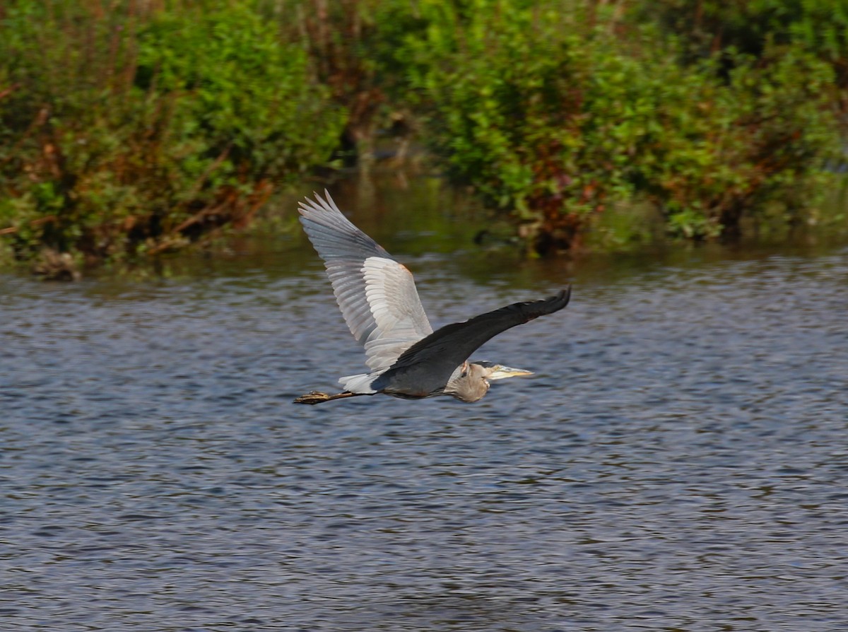 Great Blue Heron - sean clancy