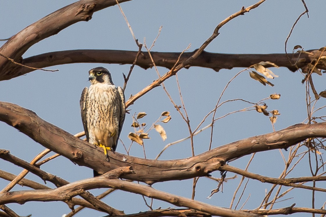 Peregrine Falcon (African) - ML615925646