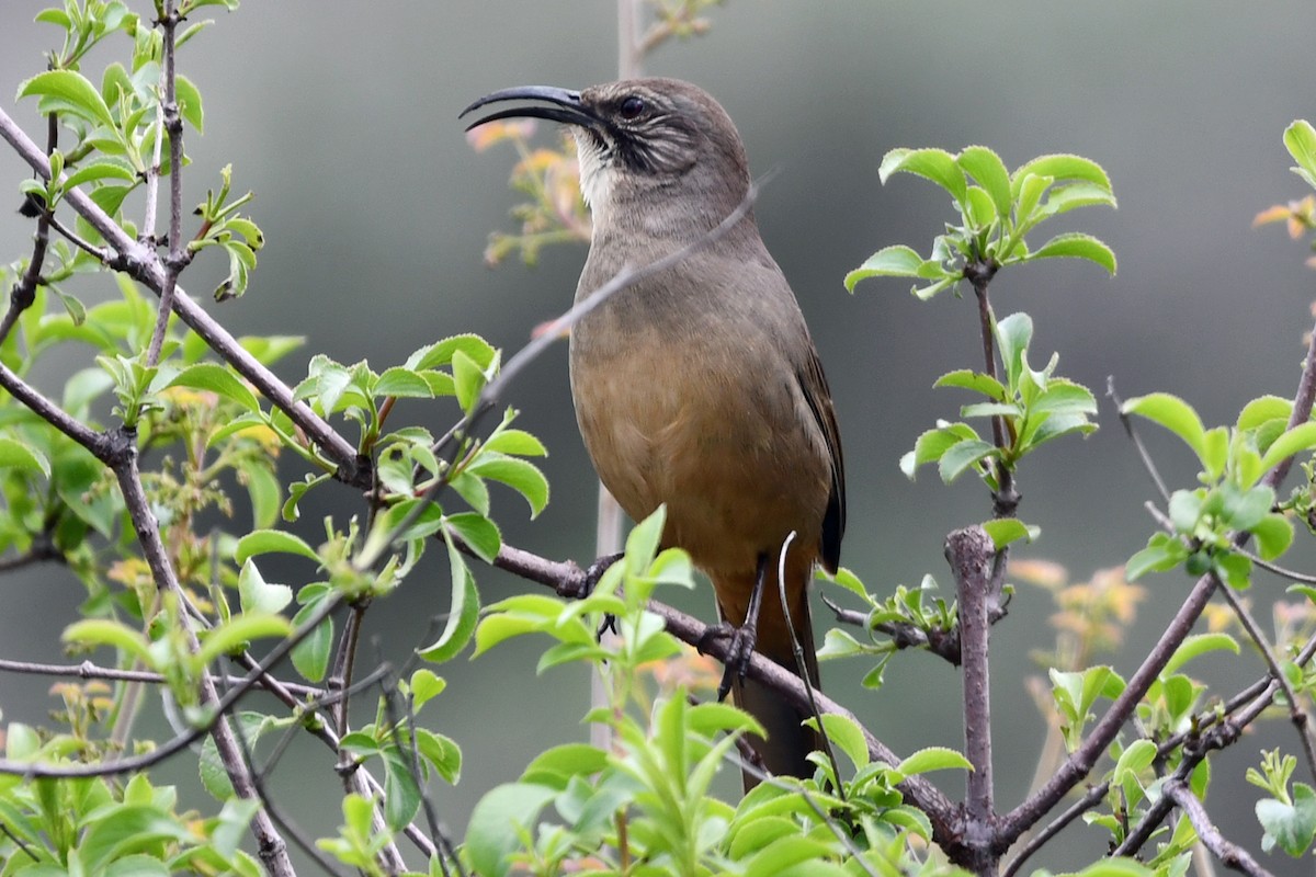 California Thrasher - ML615925673