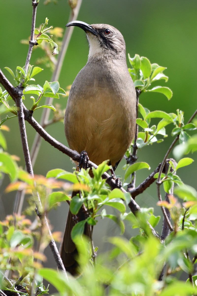 California Thrasher - ML615925705