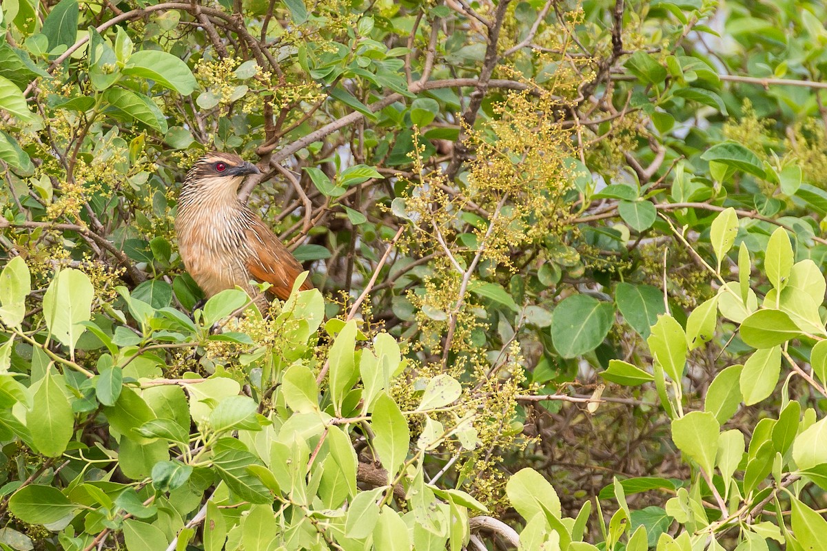 White-browed Coucal - Anonymous