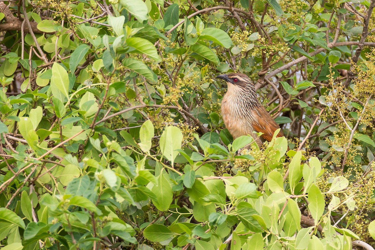 White-browed Coucal - Anonymous