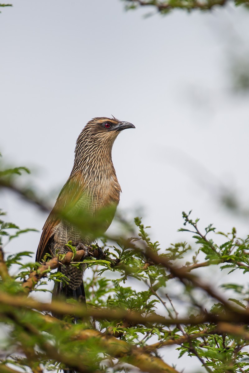 White-browed Coucal - ML615925713