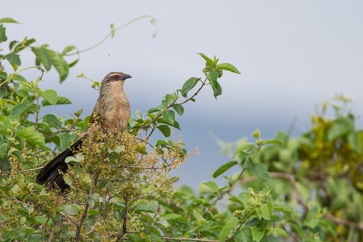 White-browed Coucal - ML615925714