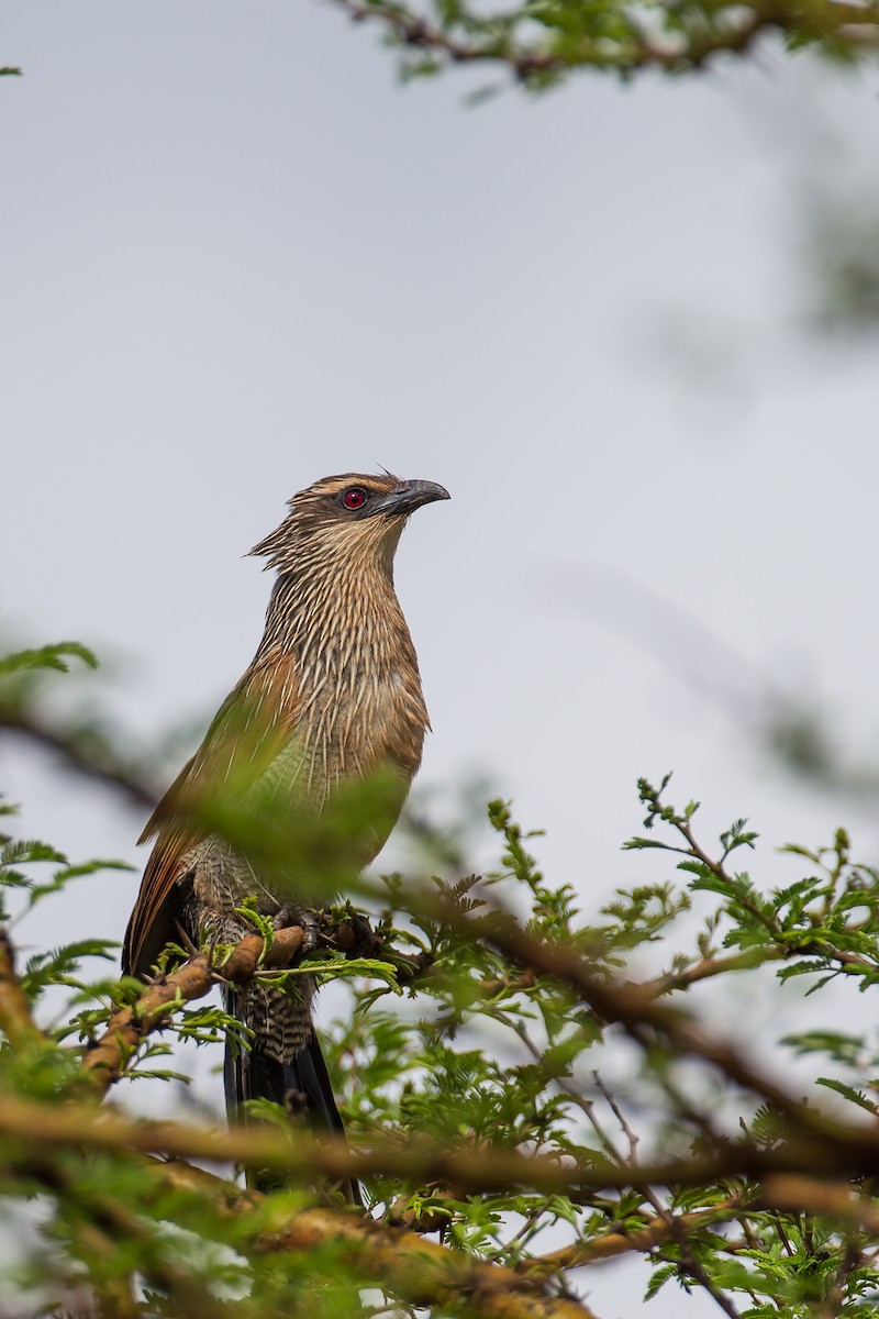 White-browed Coucal - ML615925726