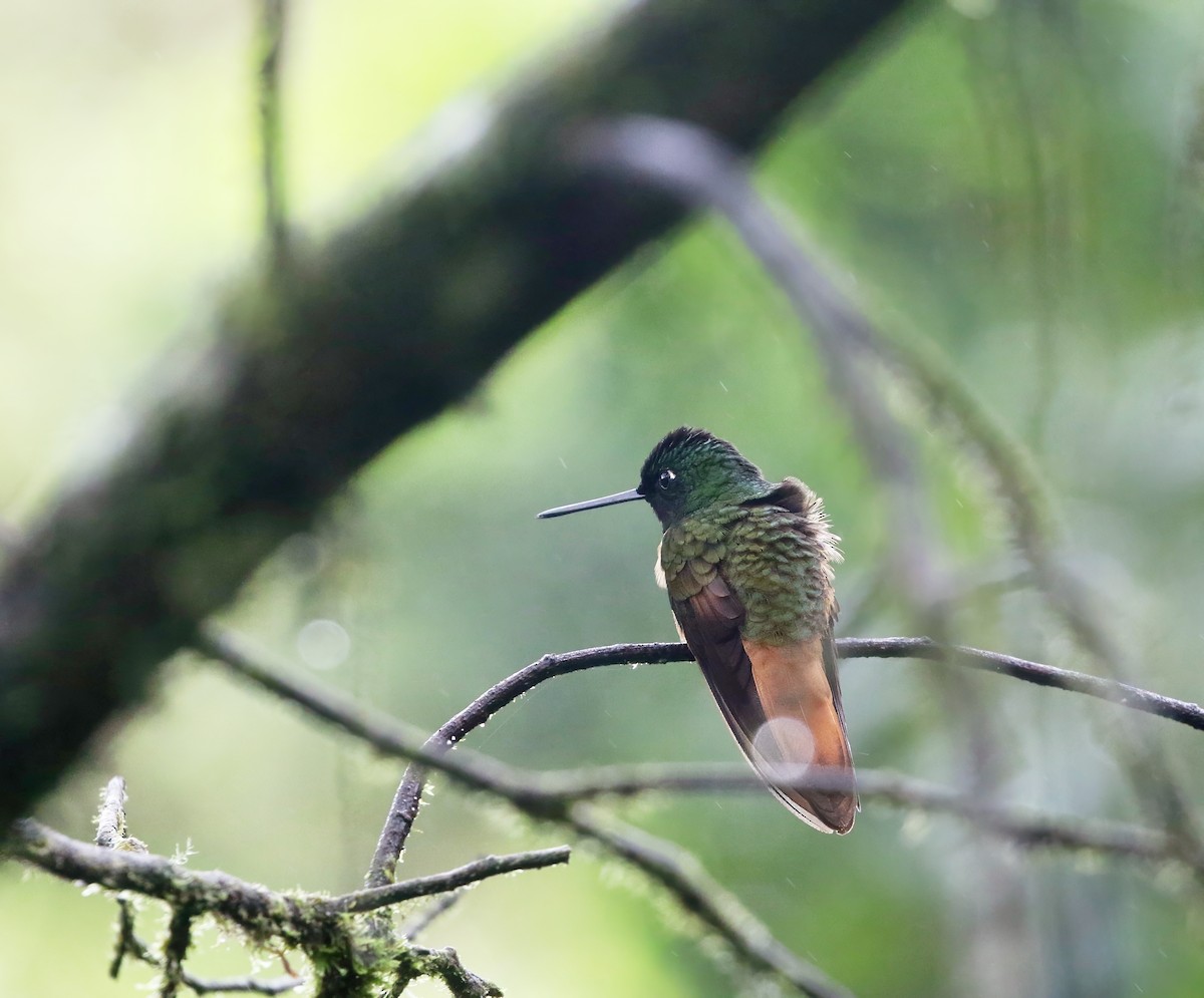 Violet-throated Starfrontlet (Bolivian) - ML615925728