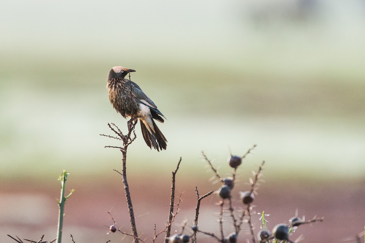 White-crowned Starling - Anonymous