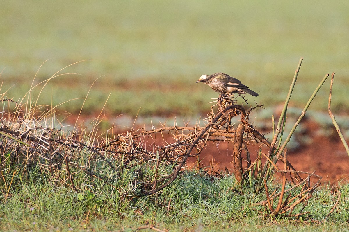 White-crowned Starling - Anonymous