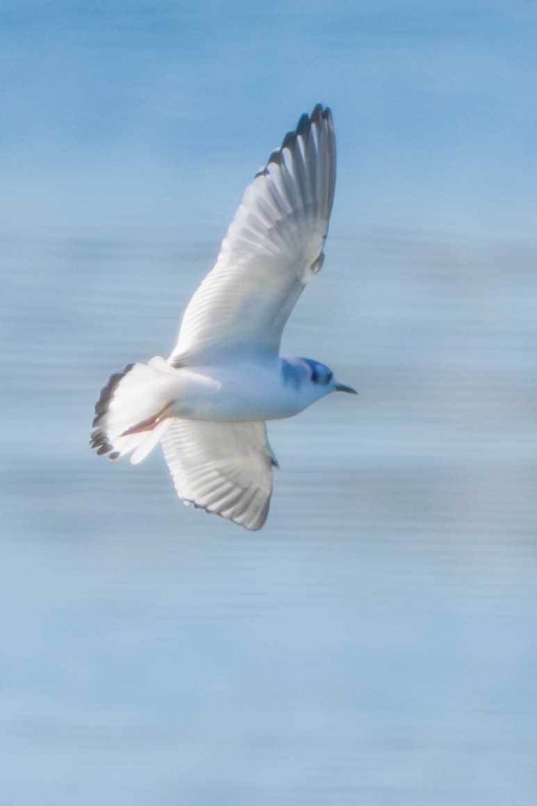 Little Gull - ML615925781