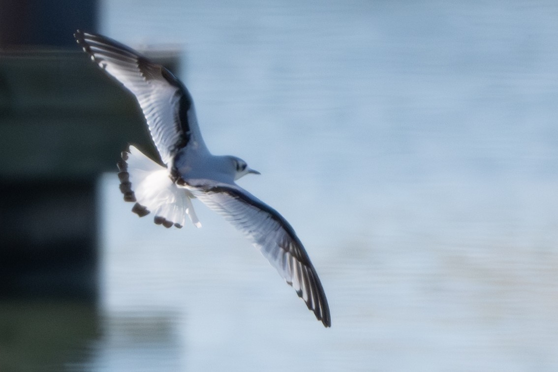 Little Gull - Nadine Bluemel