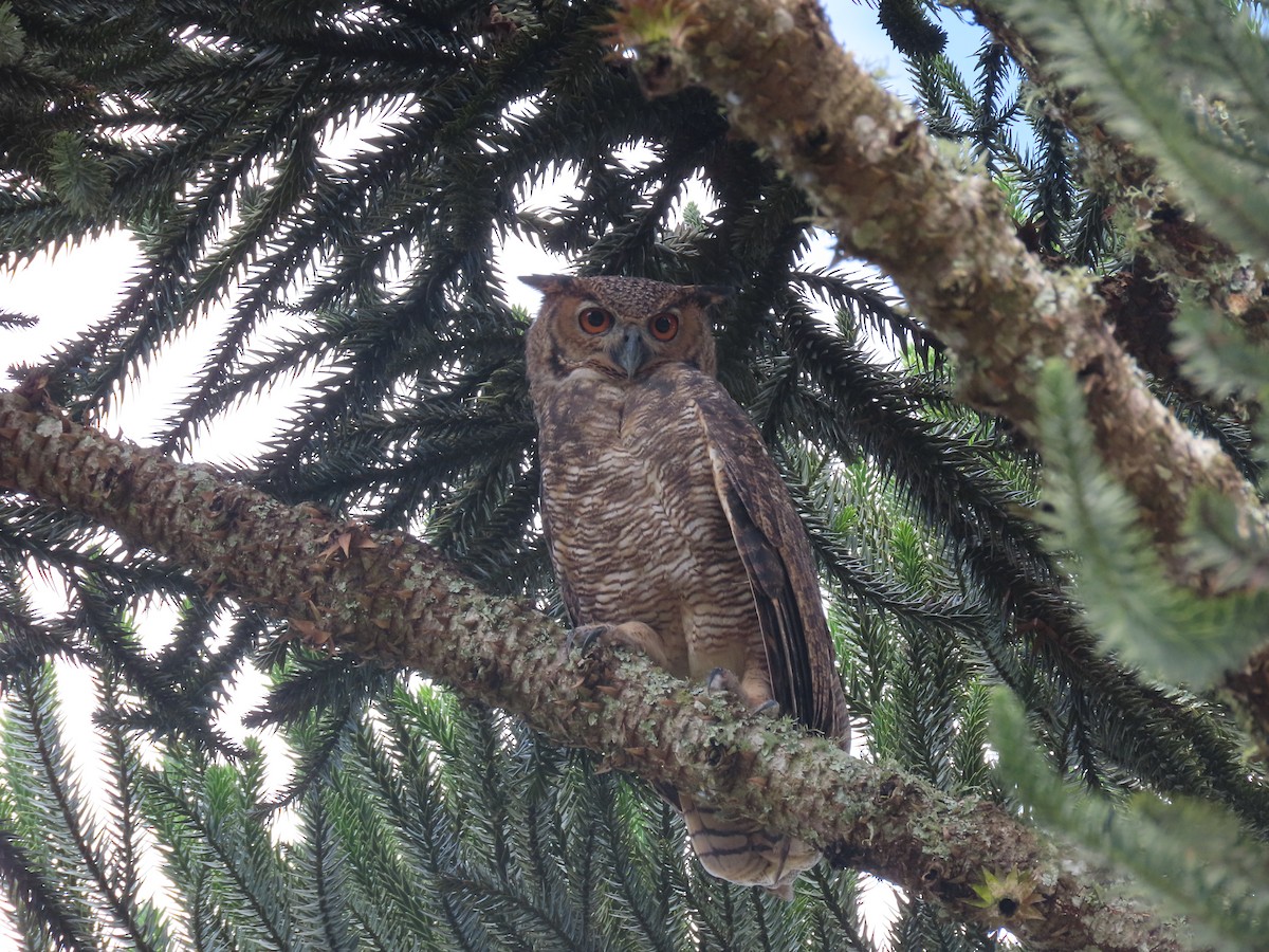Great Horned Owl - Fabio Barata