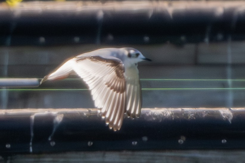 Little Gull - ML615925806