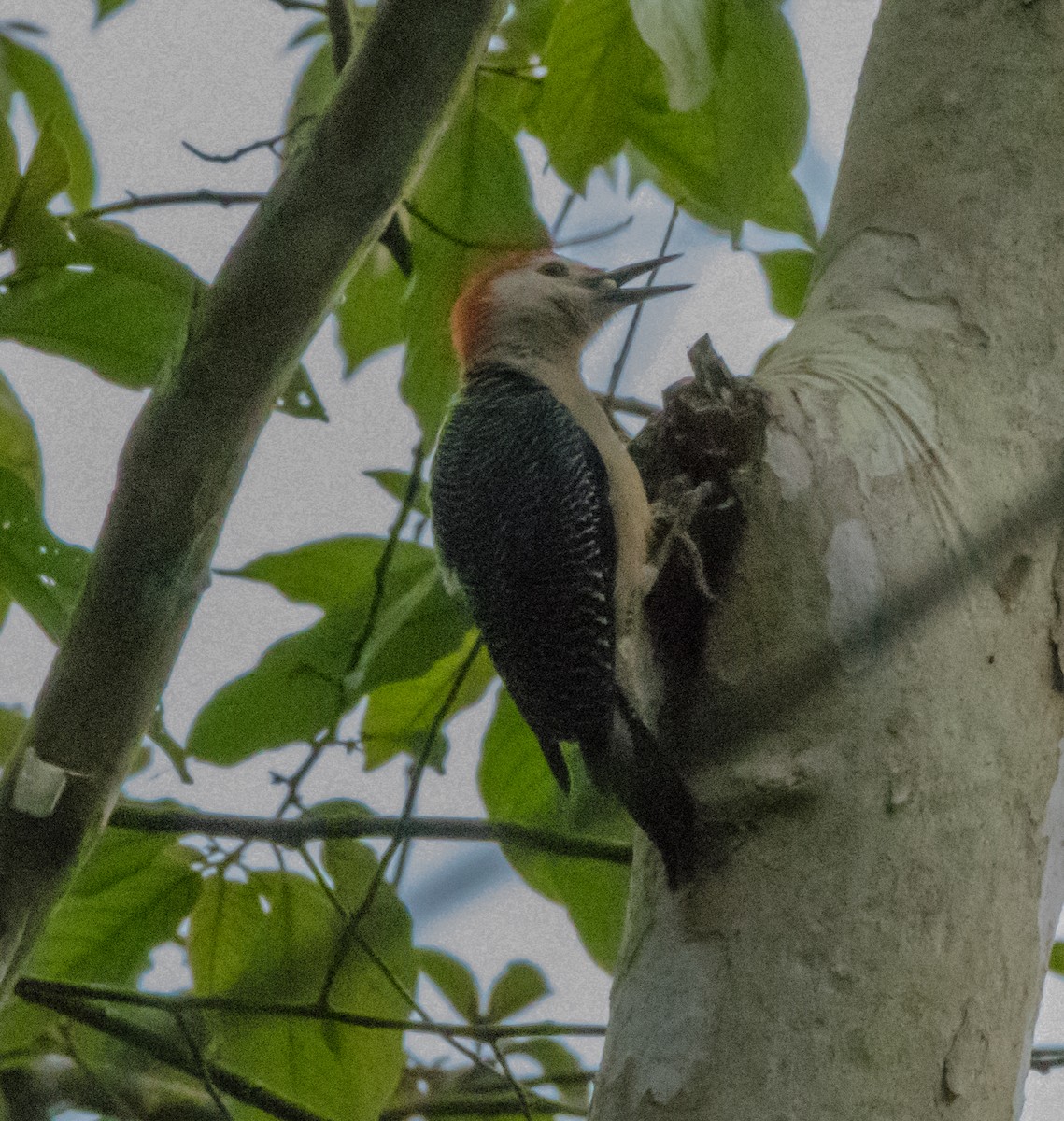 Golden-fronted Woodpecker - ML615925812