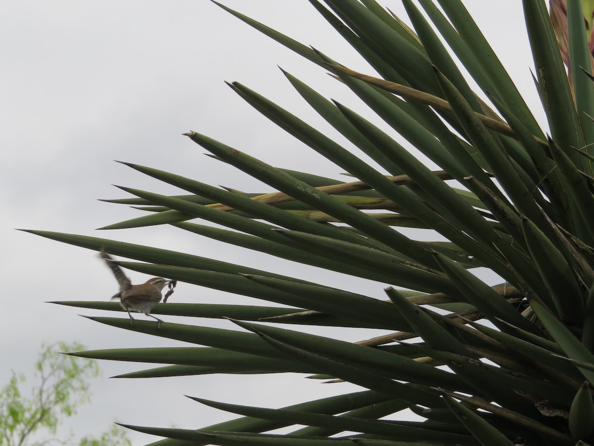 Bewick's Wren - ML615925897