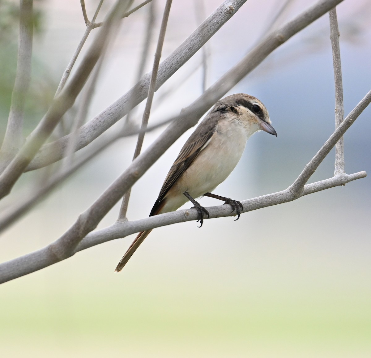 Isabelline Shrike (Daurian) - David Darrell-Lambert