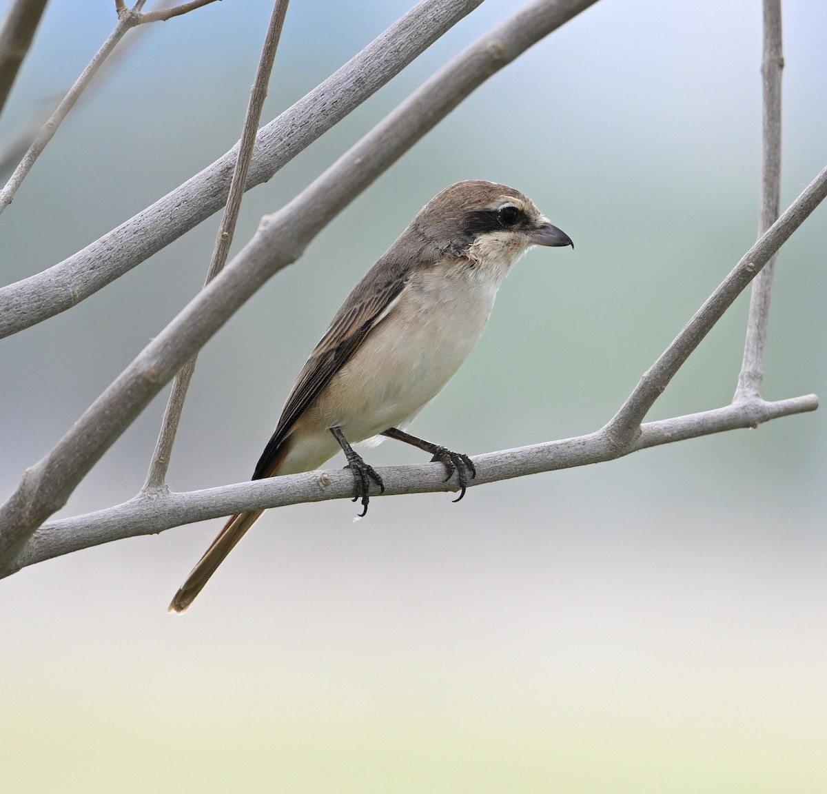 Isabelline Shrike (Daurian) - ML615925927