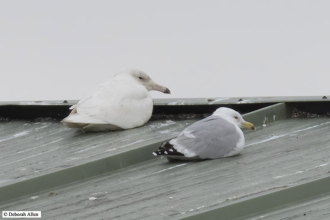 Glaucous Gull - ML615925955