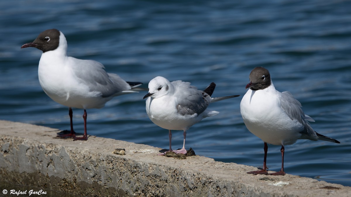 Bonaparte's Gull - Rafael García