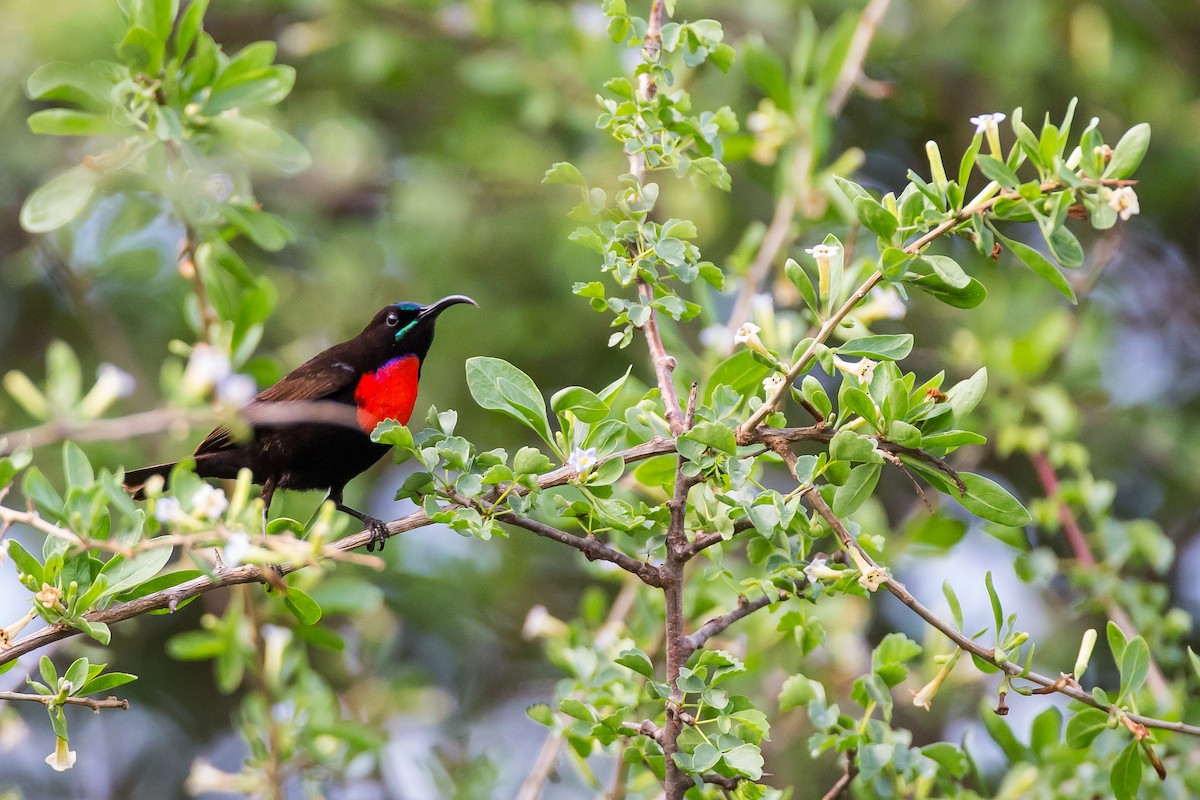 Hunter's Sunbird - ML615926109