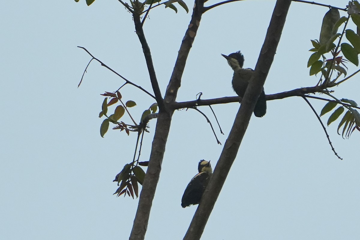 Heart-spotted Woodpecker - ML615926127