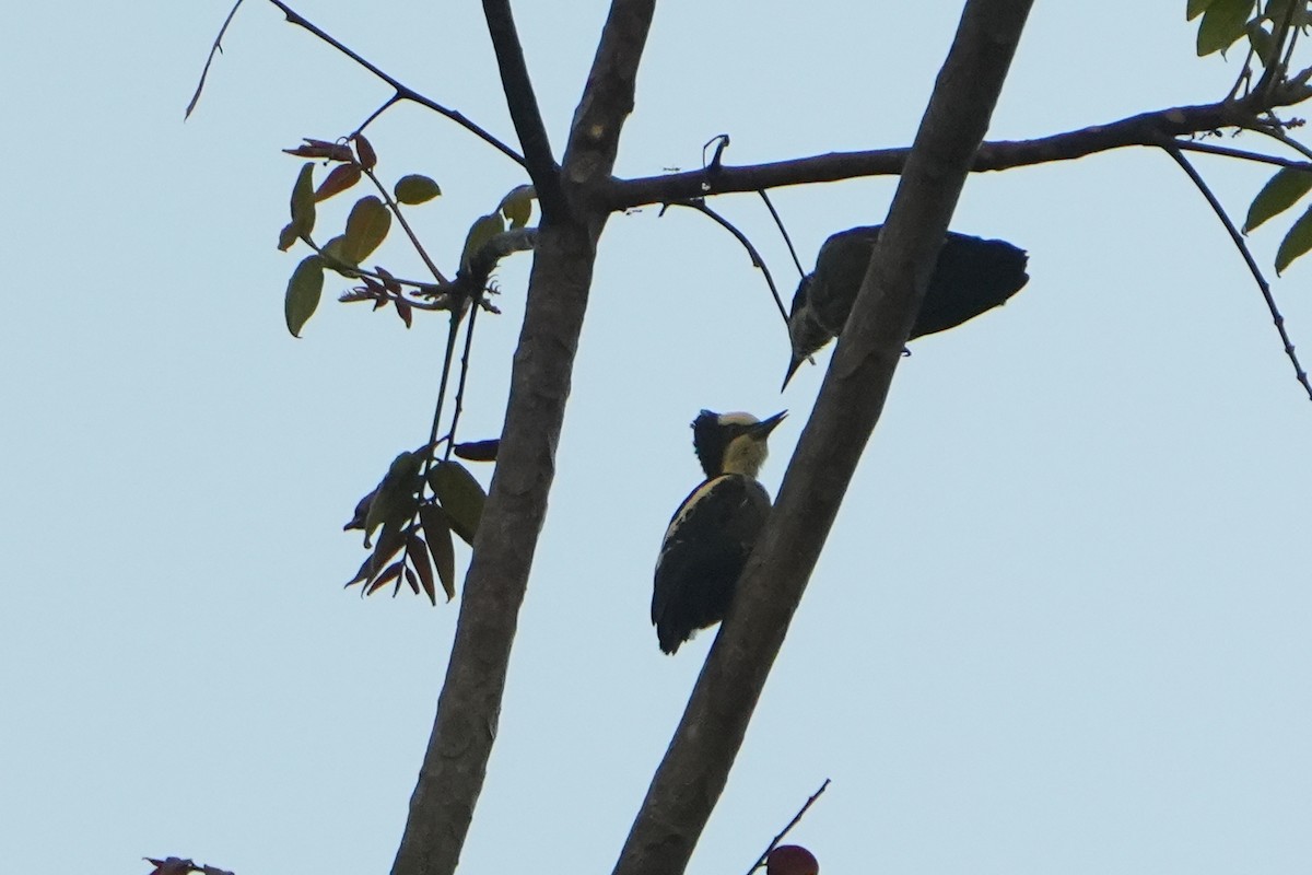 Heart-spotted Woodpecker - ML615926128