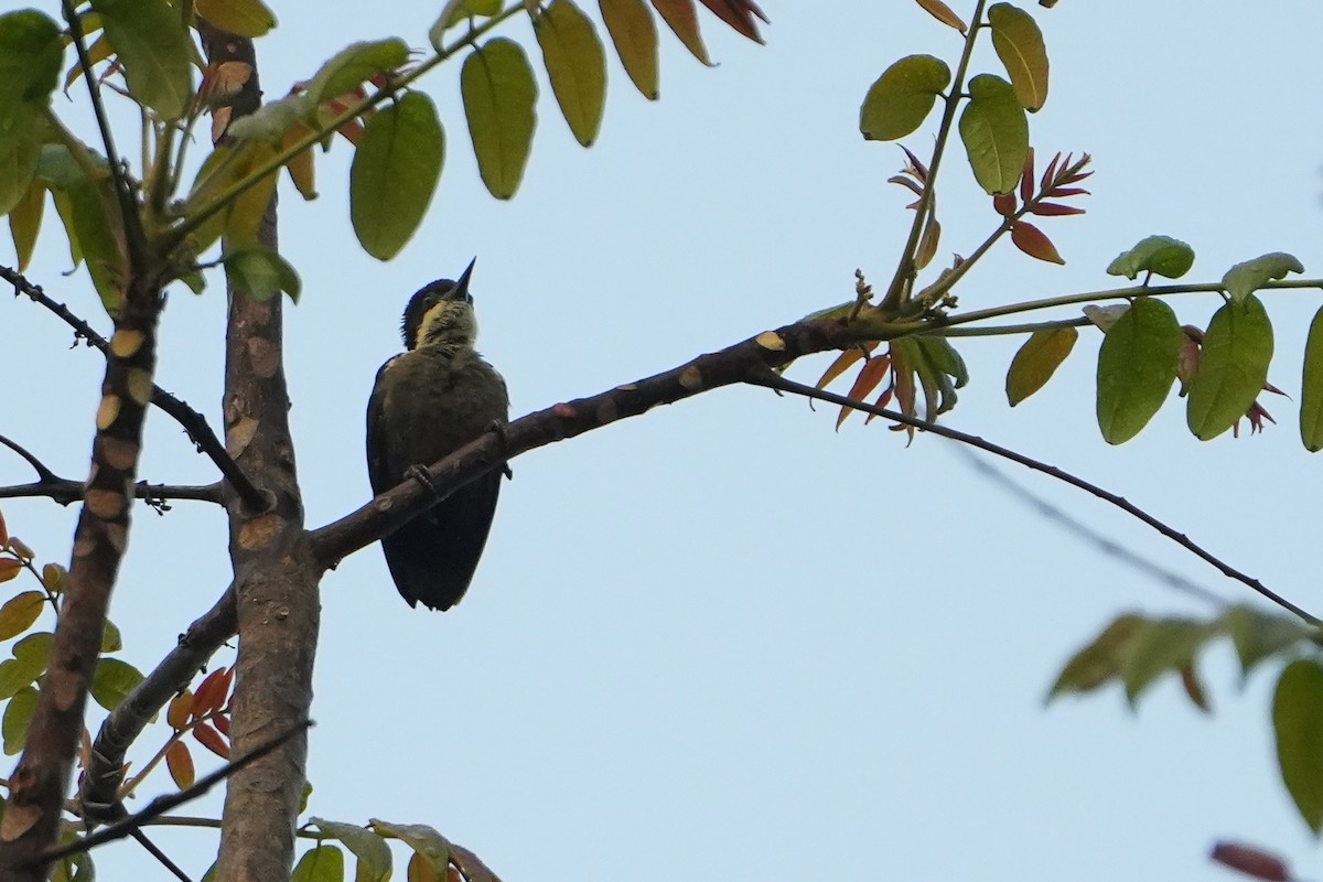 Heart-spotted Woodpecker - ML615926129