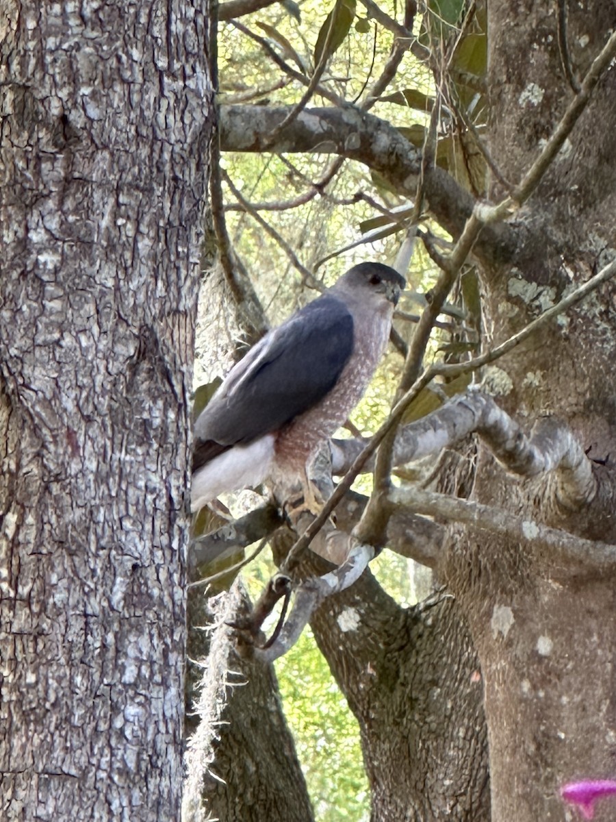 Cooper's Hawk - ML615926188