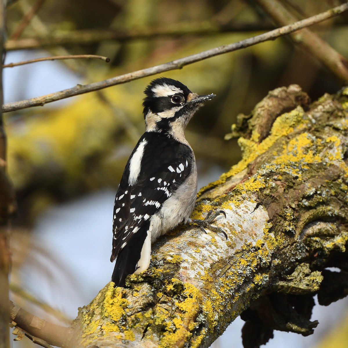 Downy Woodpecker - ML615926261