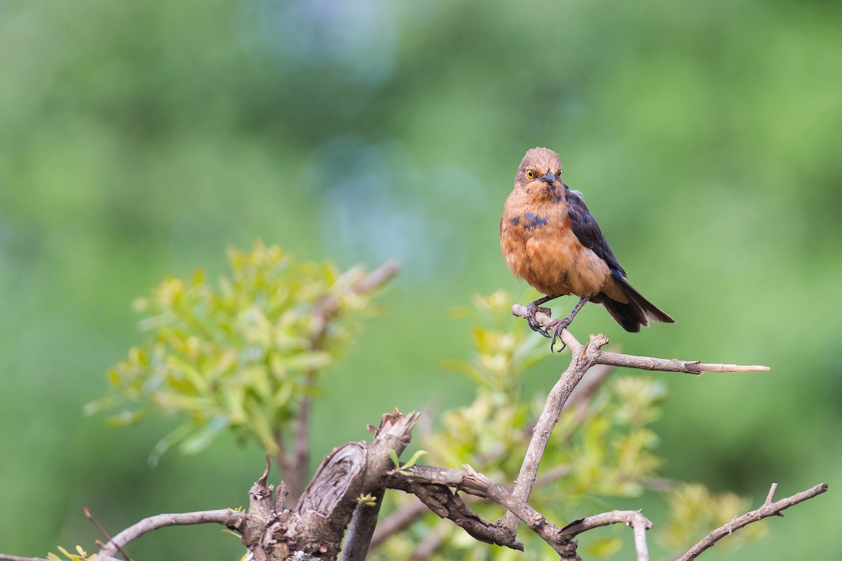 Shelley's Starling - Anonymous