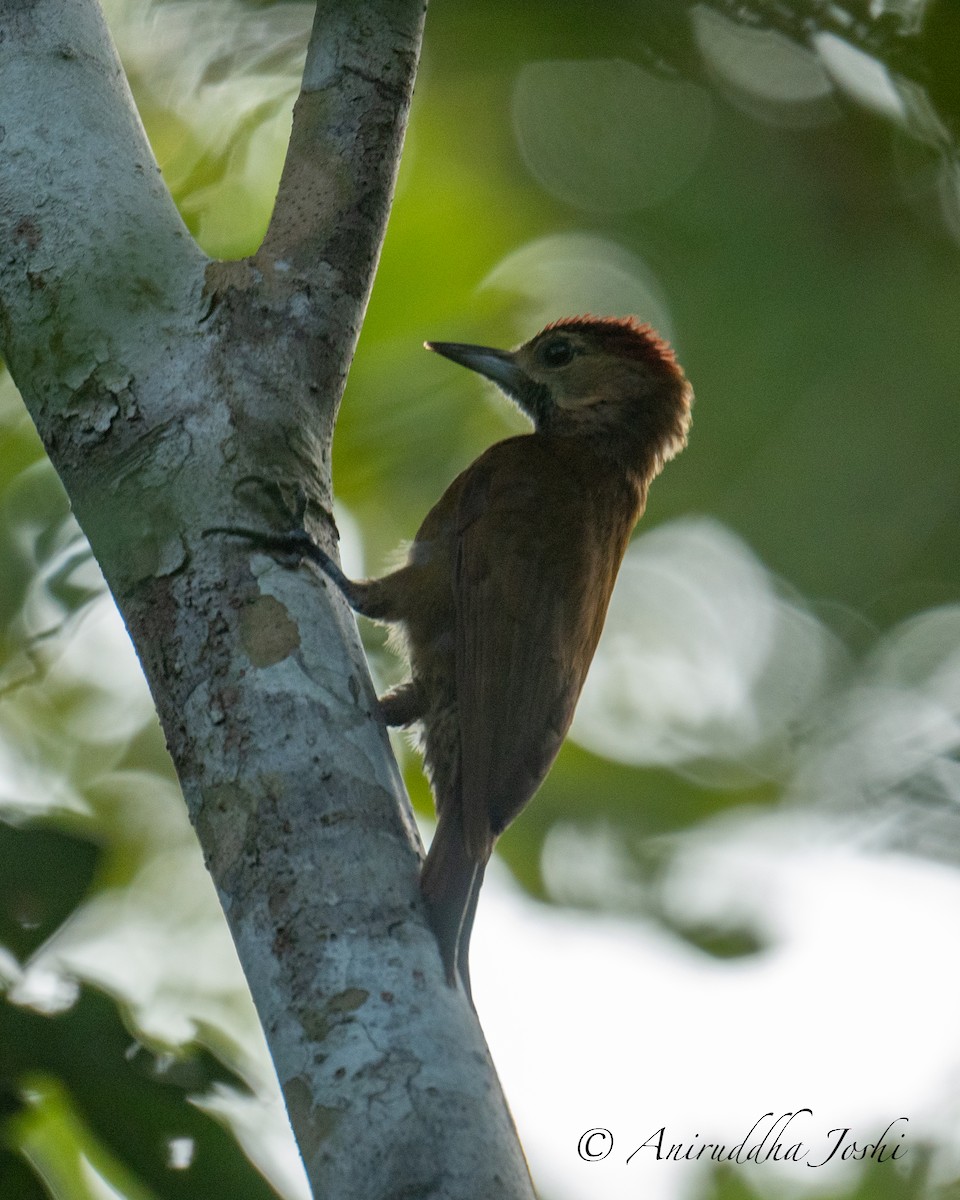Smoky-brown Woodpecker - ML615926368