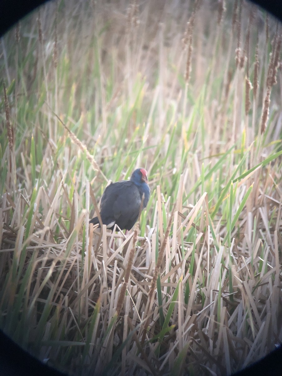 Western Swamphen - ML615926382