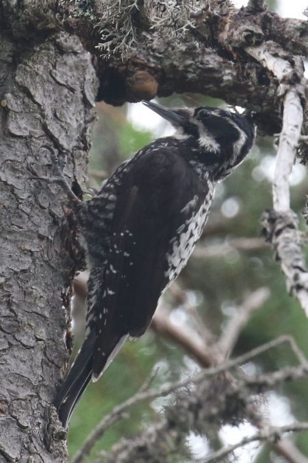 Eurasian Three-toed Woodpecker - Alain Pataud