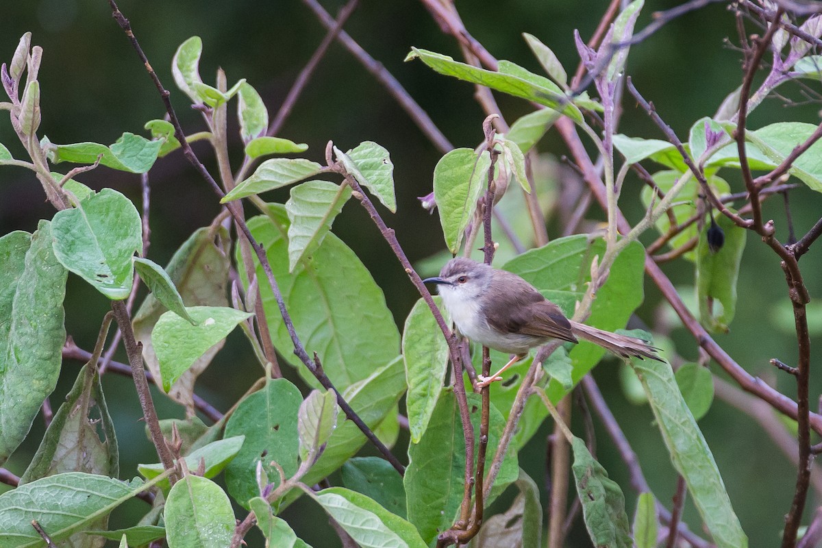 Prinia pâle - ML615926425