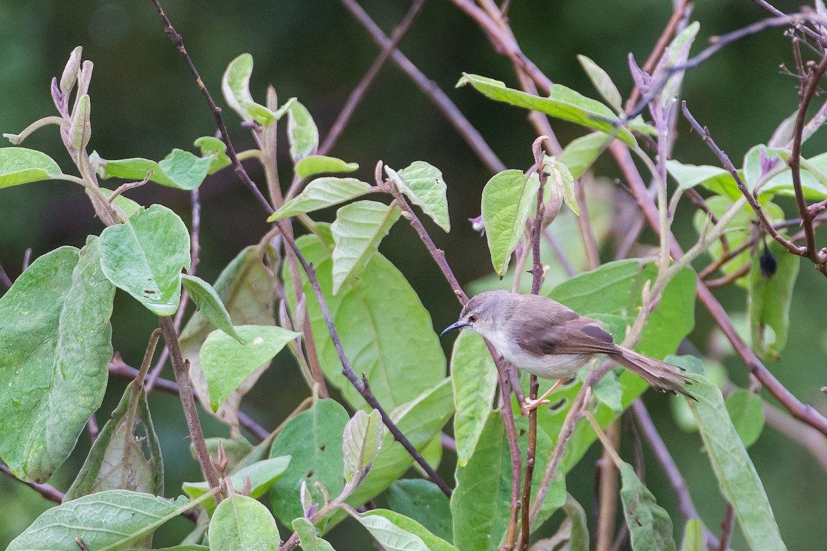 Prinia pâle - ML615926426