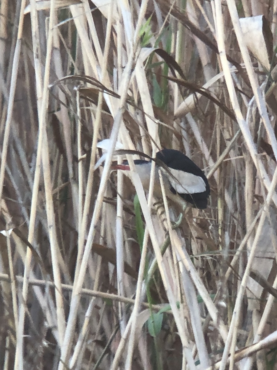 Little Bittern - ML615926428