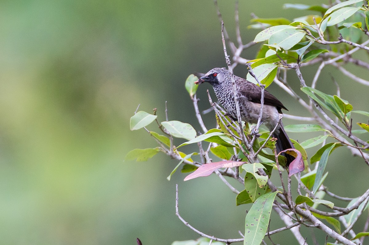 White-rumped Babbler - ML615926448