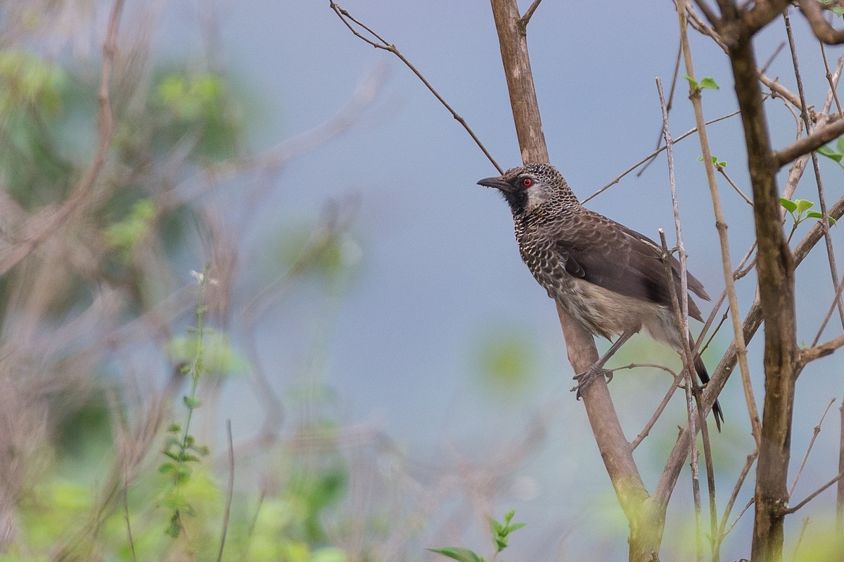 White-rumped Babbler - Anonymous