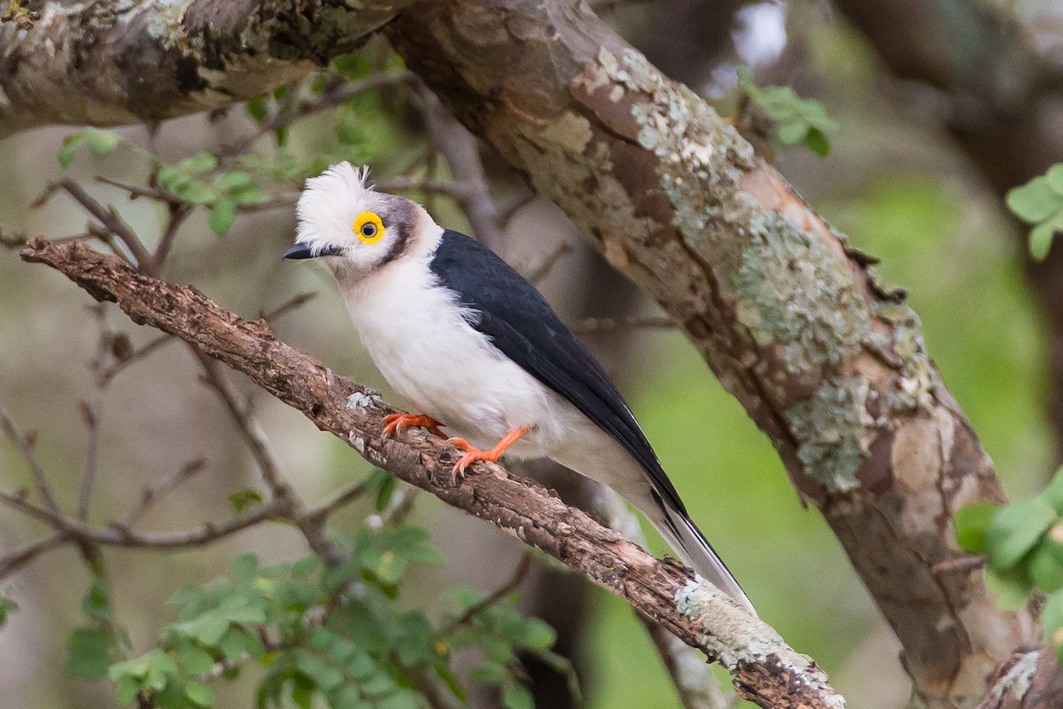 White Helmetshrike (Yellow-eyed) - ML615926479