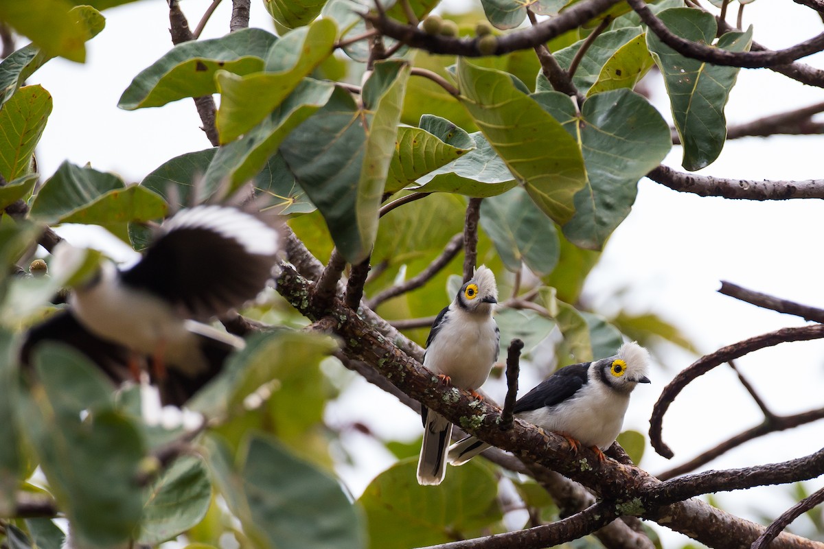 White Helmetshrike (Yellow-eyed) - Anonymous