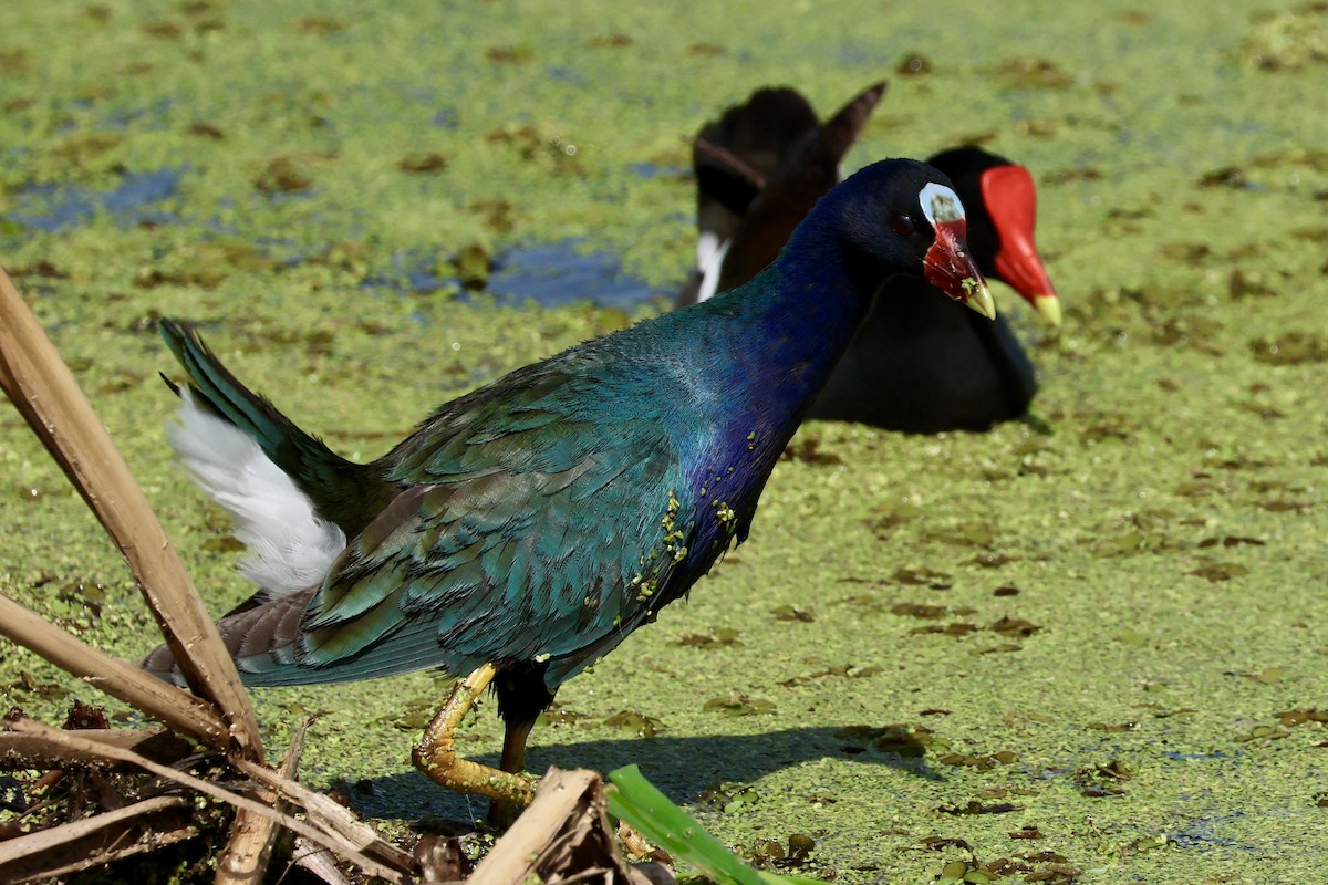 Purple Gallinule - ML615926500