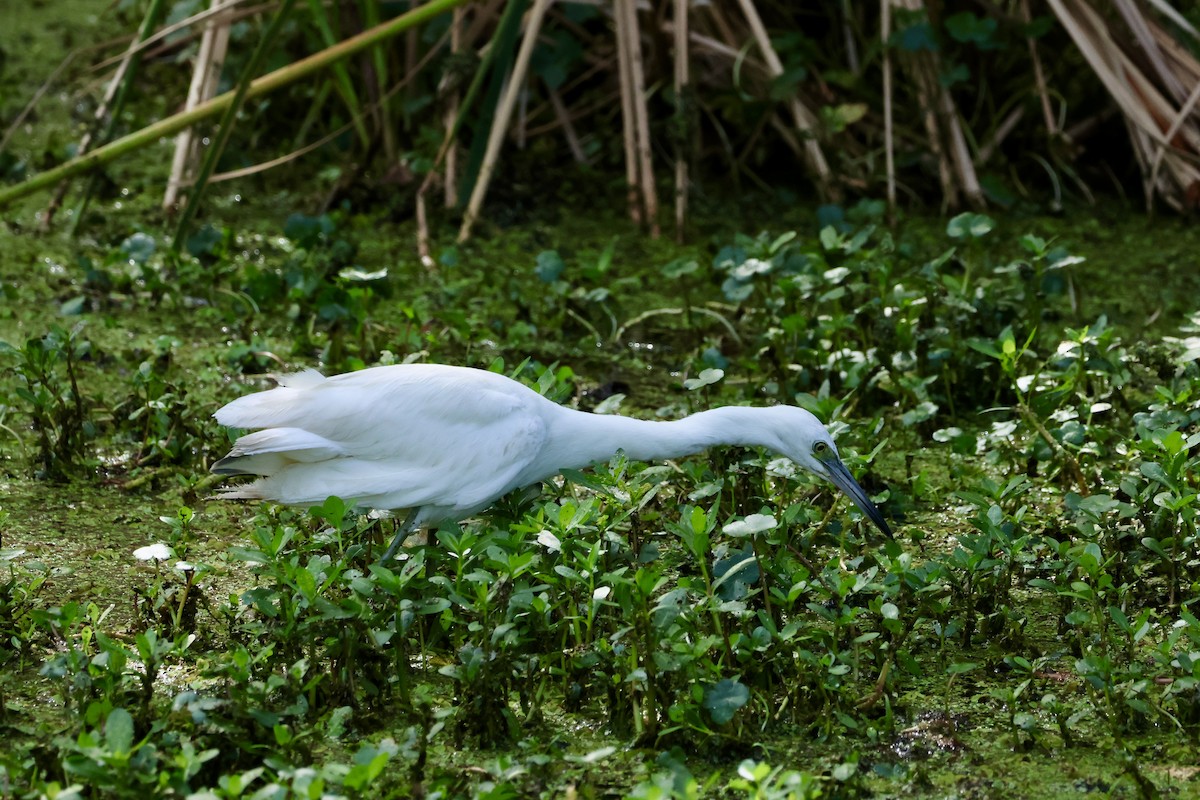 Little Blue Heron - Audrey Appleberry