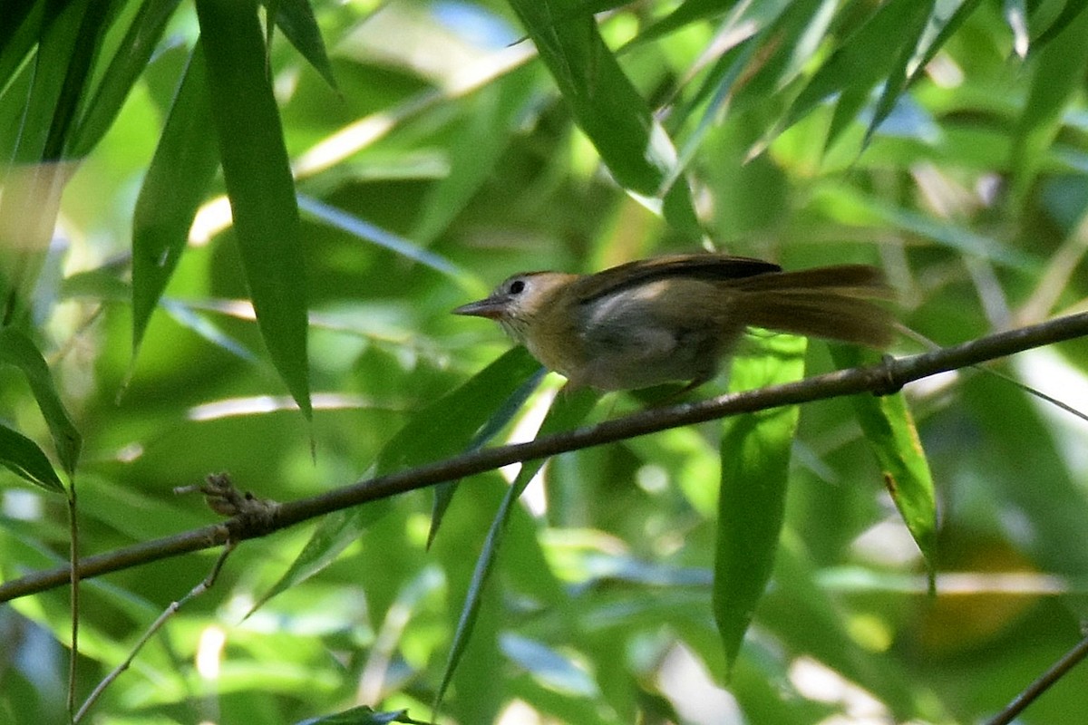 Rufous-fronted Babbler - Lukasz Pulawski